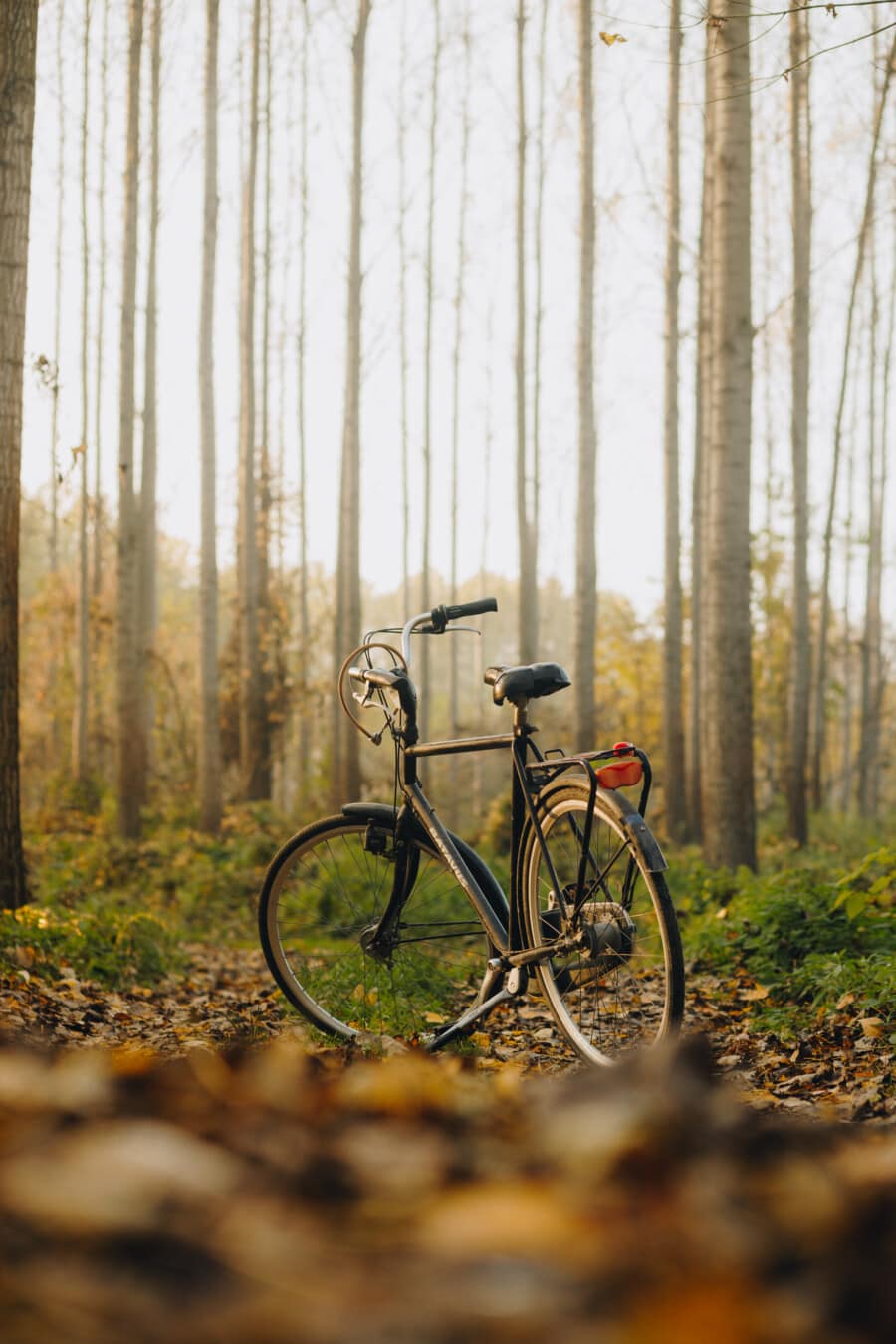 bicycle, black, classic, forest trail, autumn season, bike, nature, outdoors, trail, vehicle