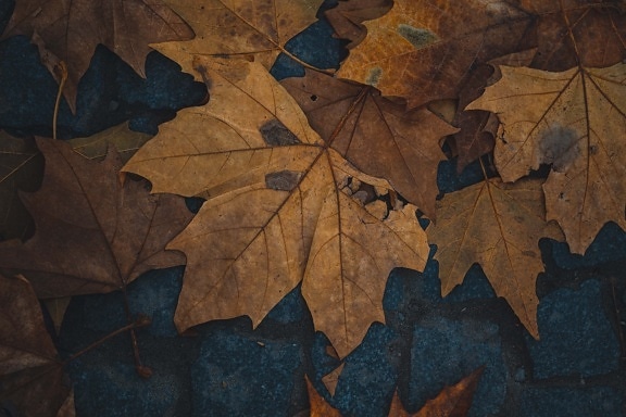 есен, листа, кафяв, настилка, калдъръмени, листа, текстура, цвят, модел, природата