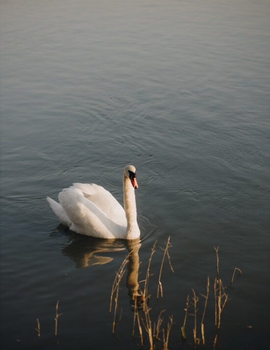 beautiful, swan, water, wading bird, bird, lake, aquatic bird, reflection, river, nature