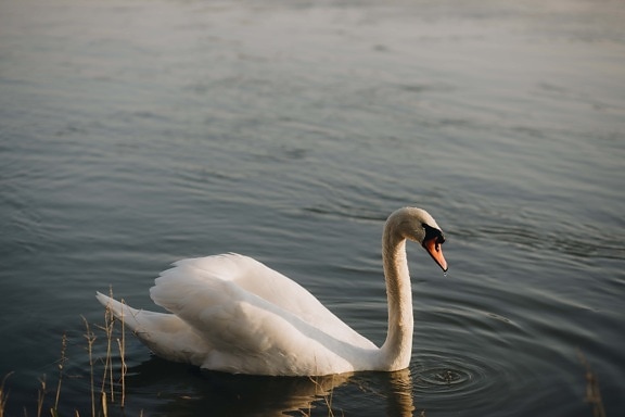 swan, waterdrop, beak, water level, bird, aquatic bird, water, nature, river, swimming