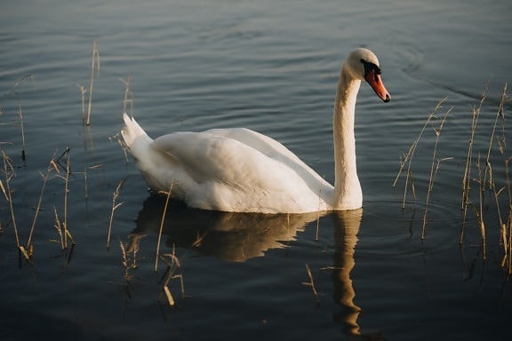 swan, young, close-up, bird, beak, wildlife, aquatic bird, water, reflection, pool