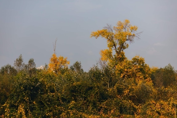 zálesí, jesennej sezóny, listy, kríky, žltkasto hnedé, rastlín, Sezóna, strom, jeseň, príroda