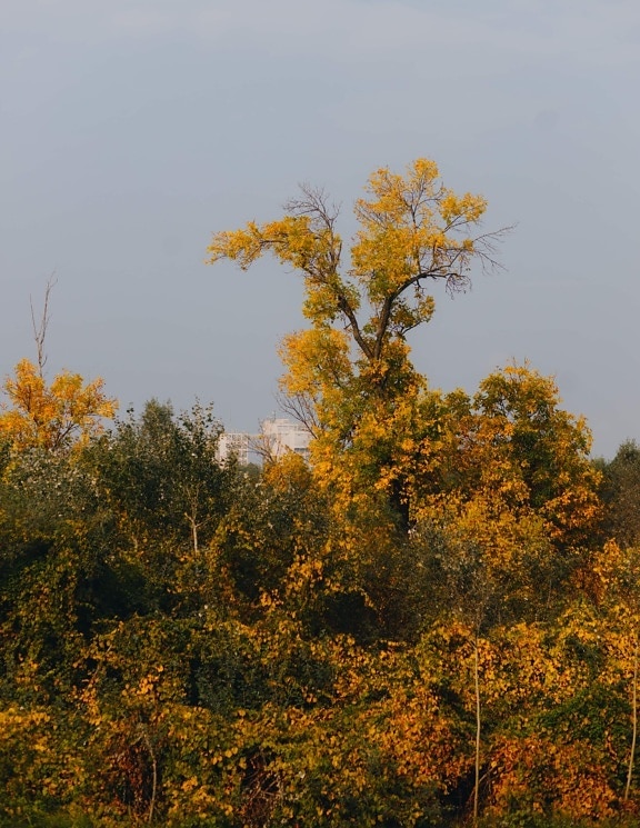 őszi szezon, erdő, vadonban, bokrok, ősz, levél, sárga, természet, fa, cserje