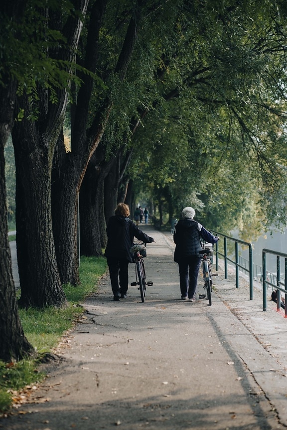 důchodce, stará žena, chůze, alej, rekreace, jízdní kolo, lidé, venku, cesta, strom