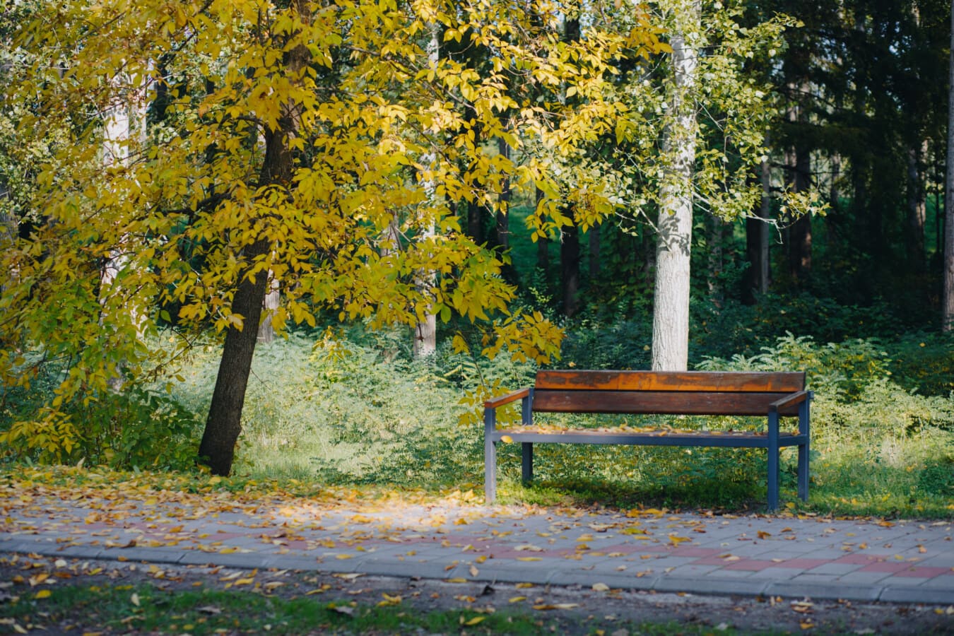 empty, bench, pavement, autumn, alley, tree, park, leaf, nature, forest