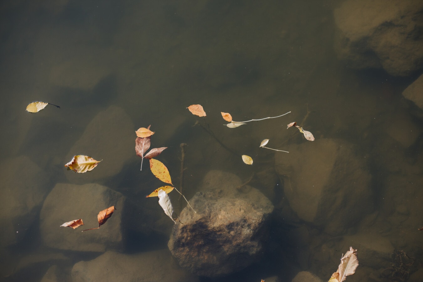 dry, leaves, floating, water level, autumn season, rocky river, underwater, water, aquatic, nature