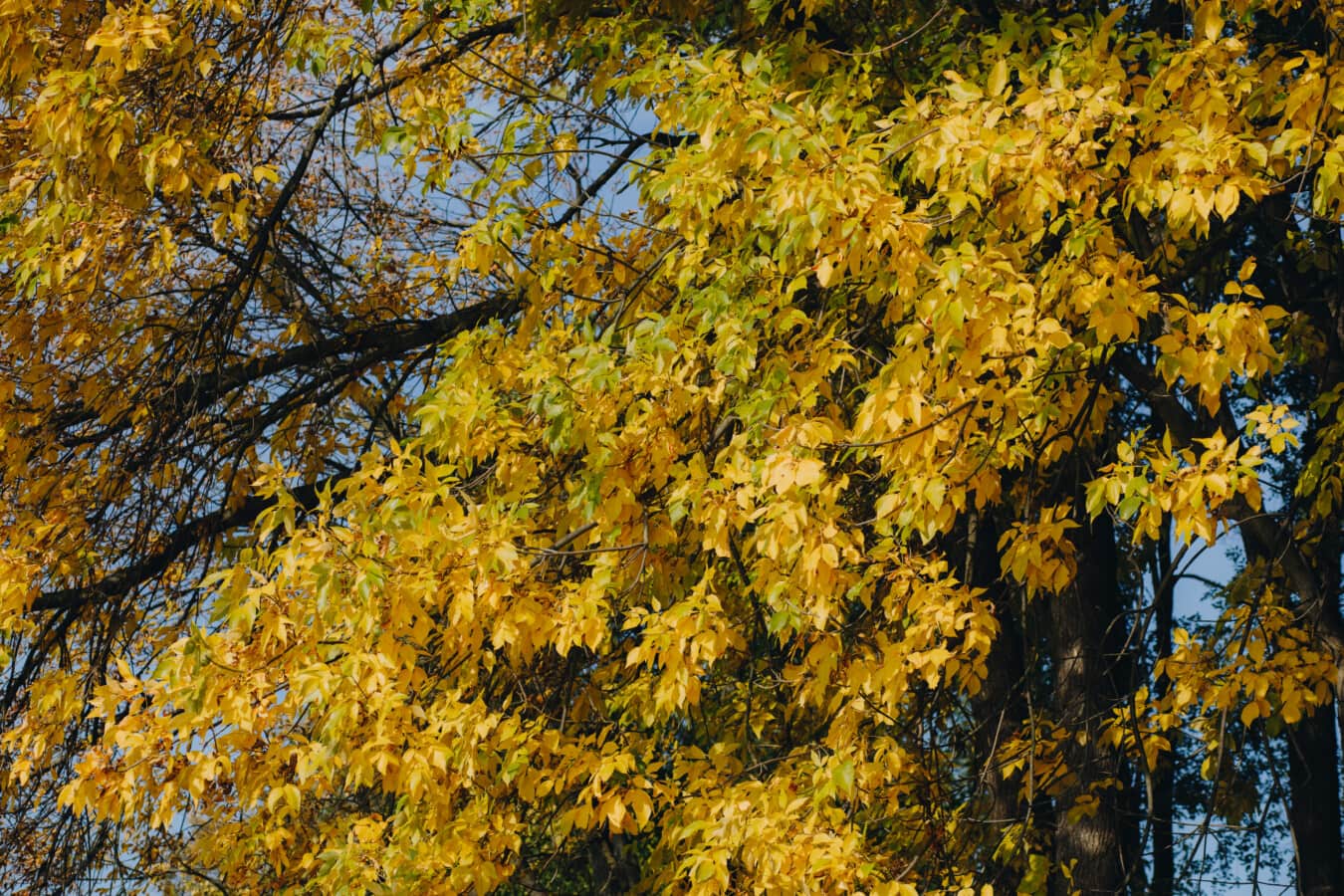 tree, branches, autumn, leaves, yellowish brown, nature, leaf, season, shrub, forest