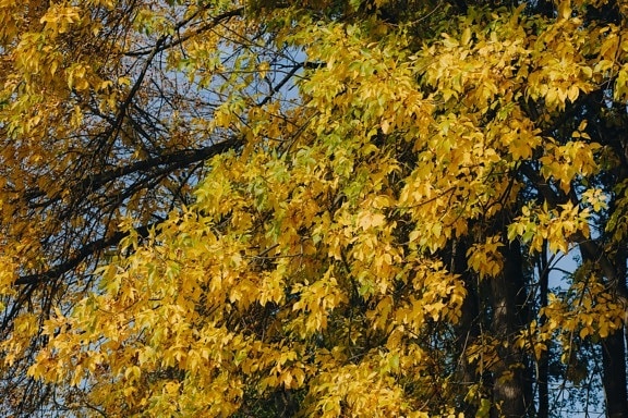 fa, ágak, ősz, levelek, sárgás-barna, természet, levél, szezon, cserje, erdő