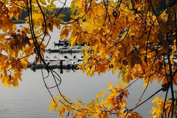 ágak, ősz, csónakok, kikötő, fa, szezon, növény, levelek, levél, természet