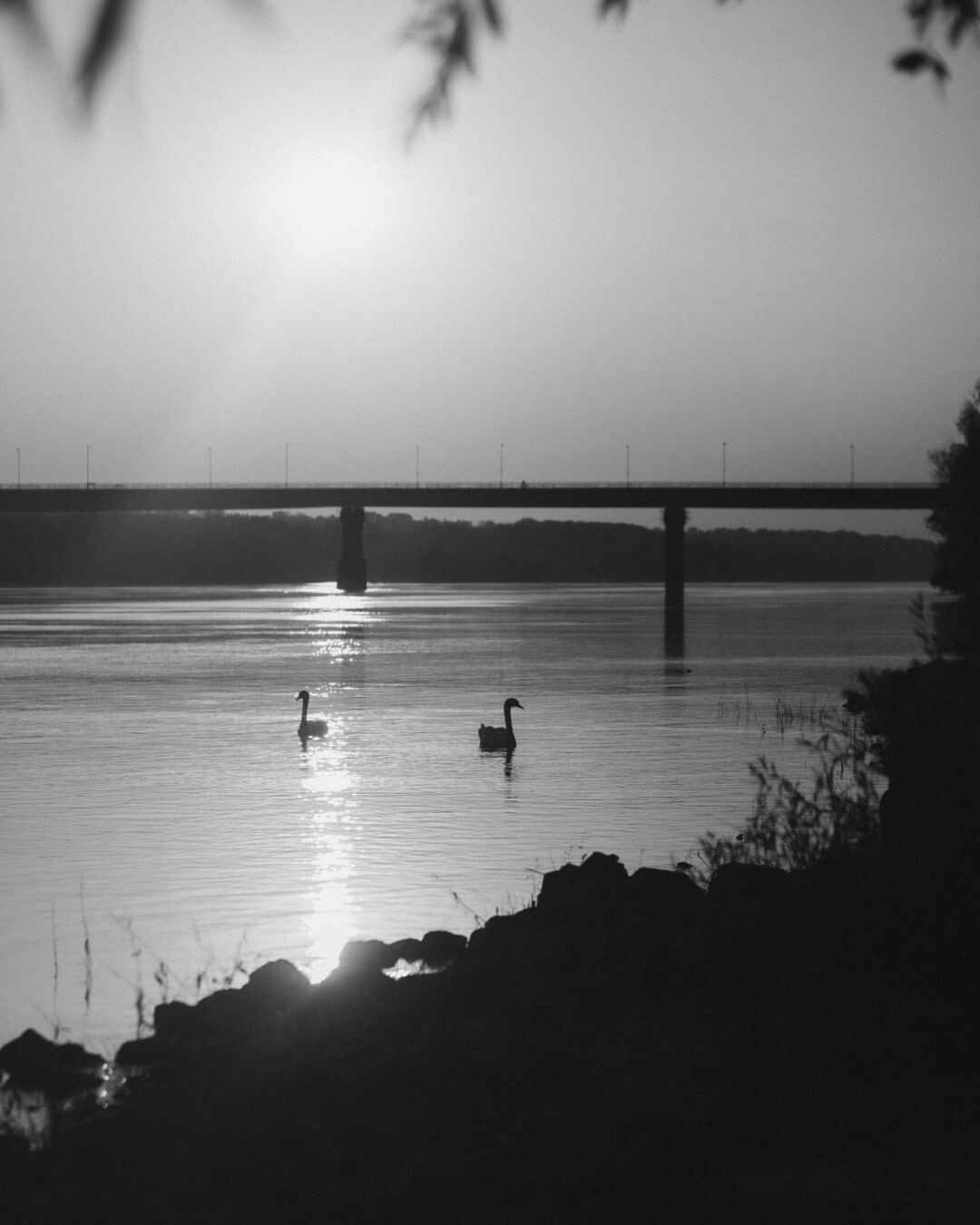 black and white, silhouette, swan, birds, landscape, monochrome, water, sunset, beach, sun