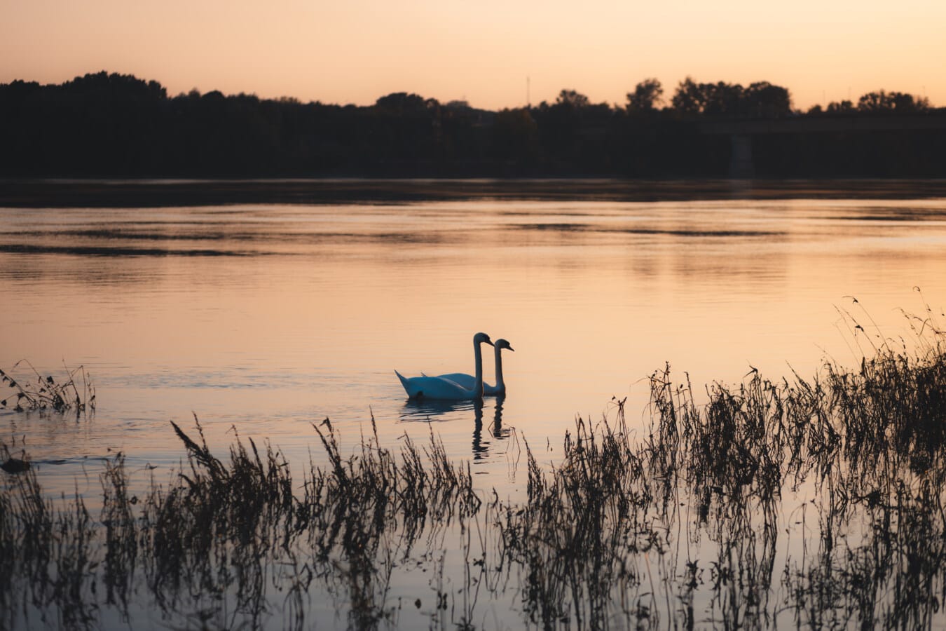 dusk, swan, birds, swimming, marshland, reflection, dawn, lake, bird, shore