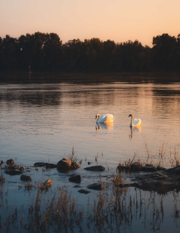 par, aves, cisne, junto al lago, puesta de sol, agua, reflexión, lago, pájaro, amanecer