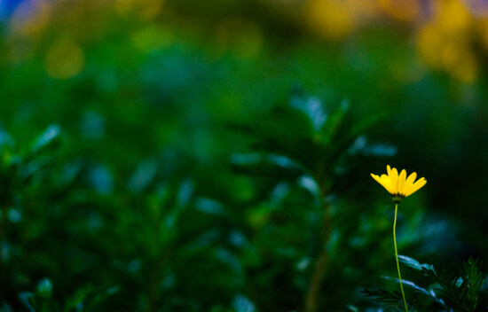 petals, yellow, wildflower, small, biology, herb, growing, blur, flower, plant