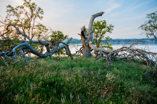 branches, tree, tree trunk, grass plants, riverbank, landscape, plant, wood, nature, beach