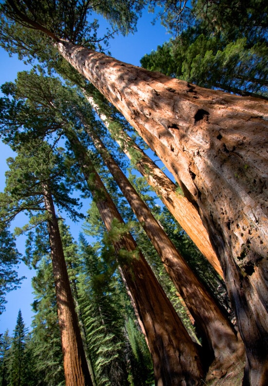 stor, trestamme, sequoia, treet, rødt tre, høy, tre, natur, utendørs, anlegget