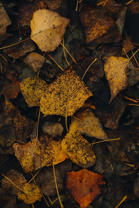 efterår, tørre sæson, nedbrydning, blade, jorden, beskidt, blad, natur, tekstur, abstrakt