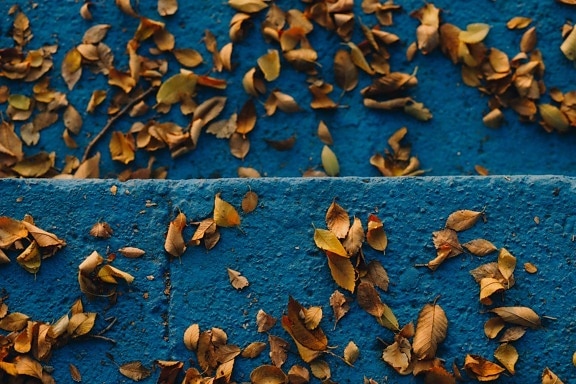 tmavo modrá, betón, suché, listy, textúra, jesennej sezóny, krídlo, vonku, mnoho, farba