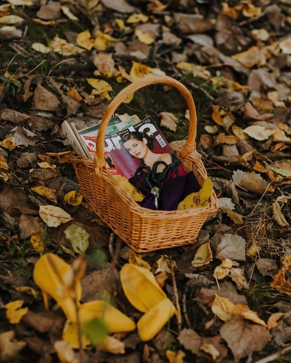 saison de l'automne, panier en osier, Journal, démodé, ciseaux, vintage, nature, panier, bois, à l’extérieur