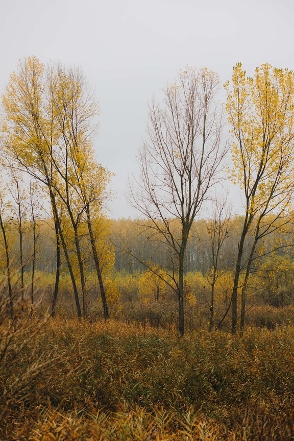 močvarno, jesen, šuma, stabla, topola, jutro, jesen, drvo, priroda, drvo