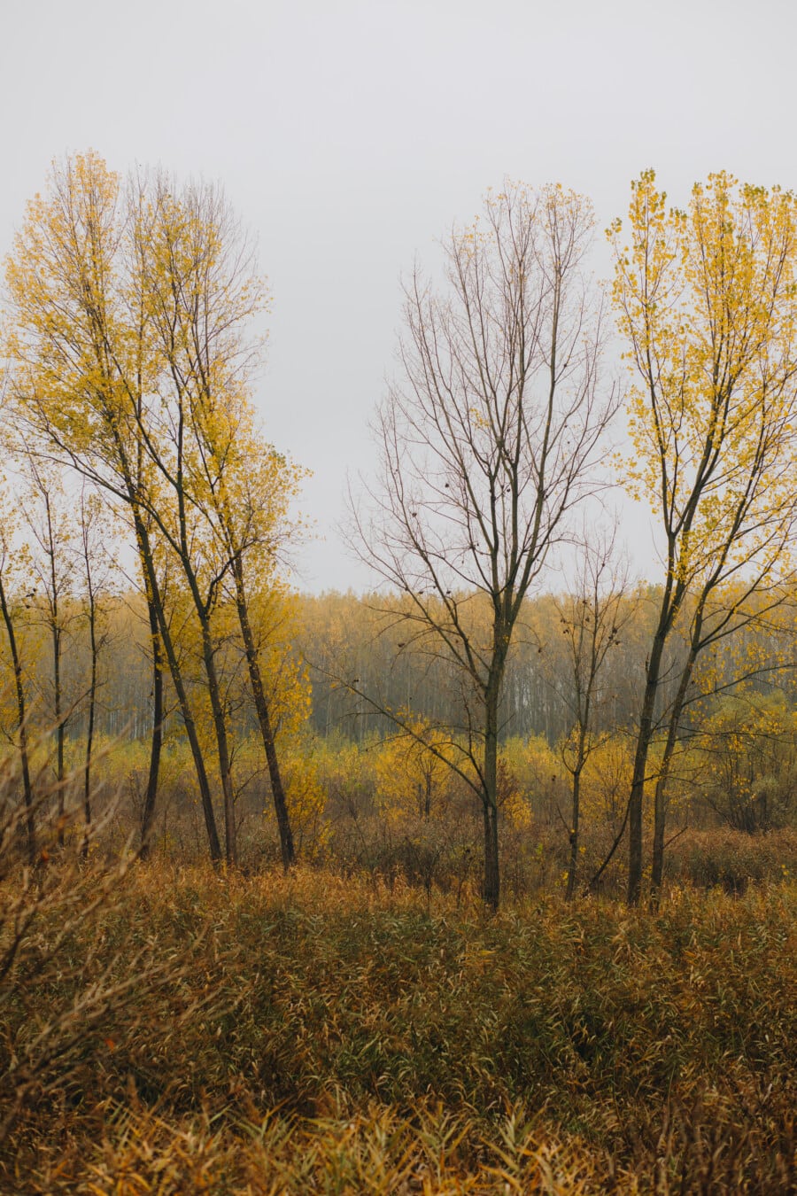 沼泽地, 秋天季节, 森林, 树, 杨树, 早上, 秋天, 木材, 性质, 树