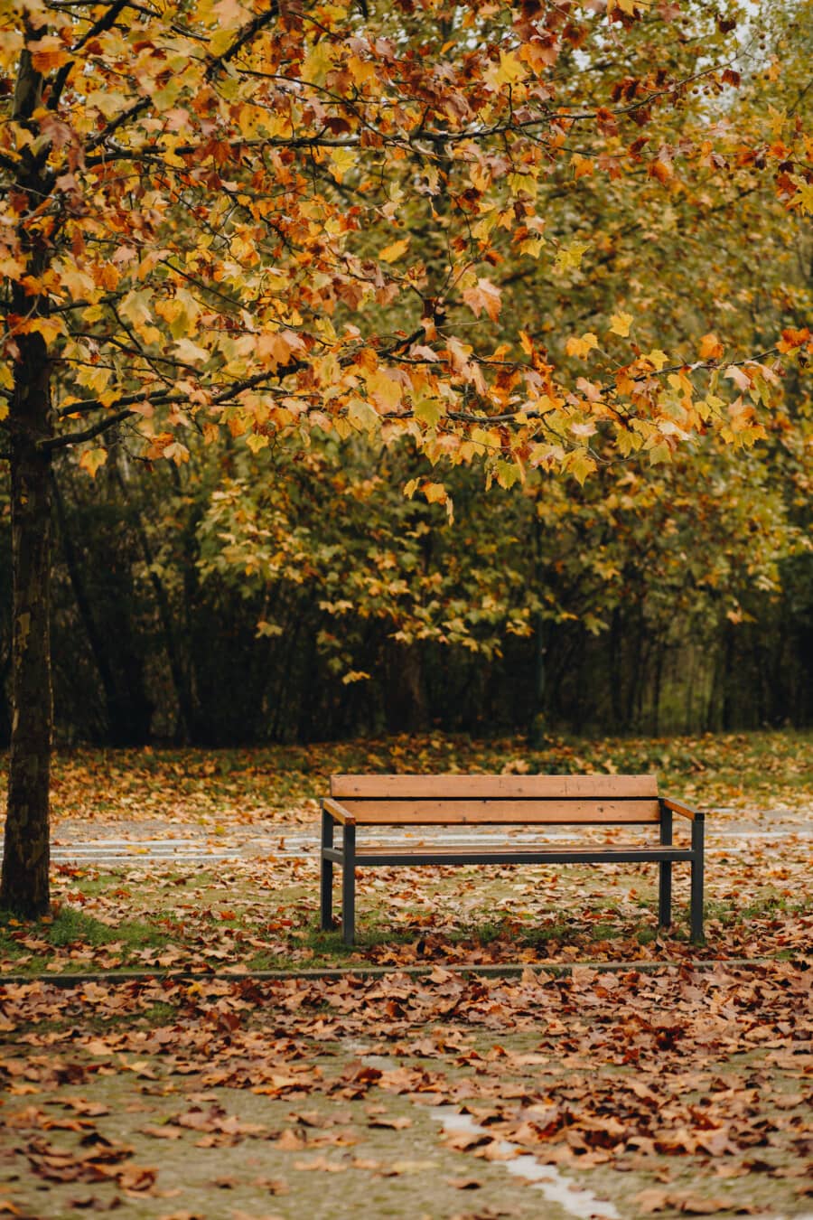 park, autumn season, bench, empty, alley, trees, landscape, autumn, tree, seat