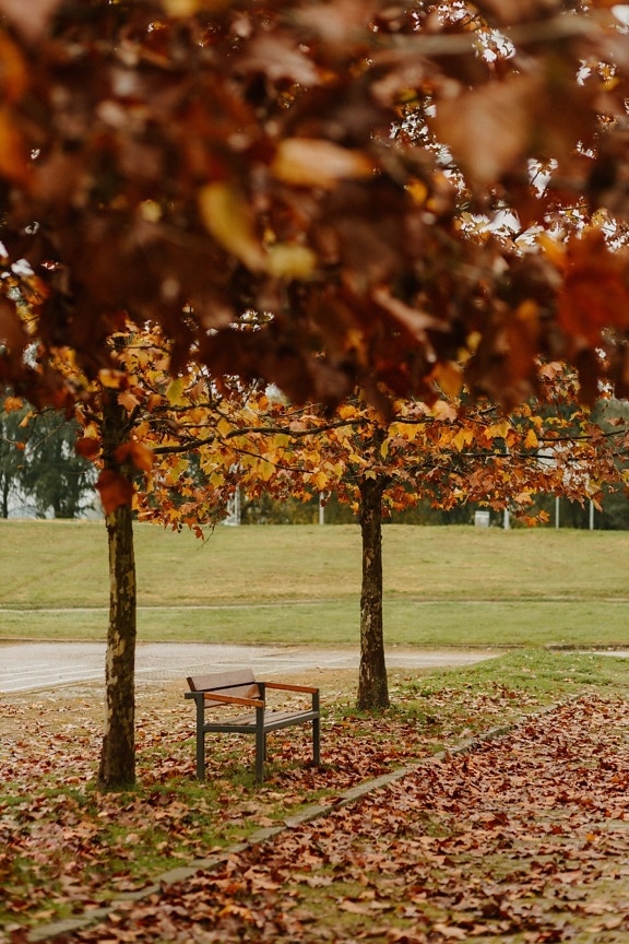 pobočky, podzim, parku, alej, lavička, prázdná, strom, list, listy, příroda