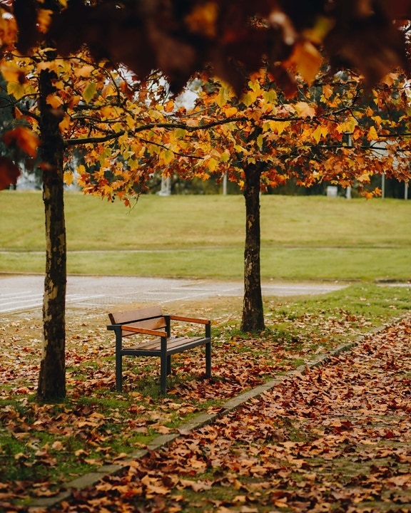 осень, скамейка, Аллея, деревья, лист, парк, дерево, пейзаж, сезон, природа
