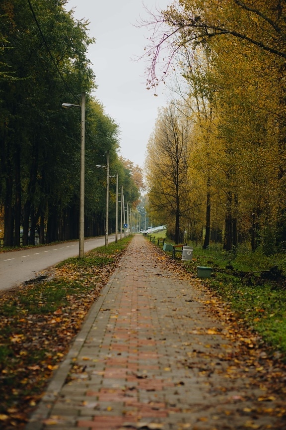 sidewalk, road, empty, alley, autumn season, pathway, track, tree, landscape, nature