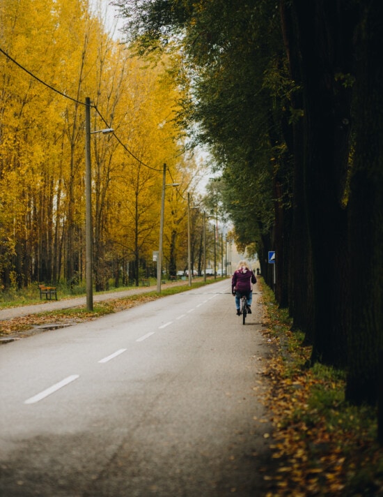 kvinna, cykel, cyklist, höstsäsongen, gränd, väg, träd, träd, trä, trottoar