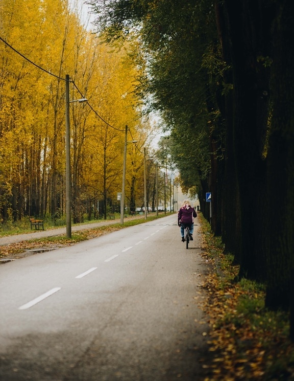 mulher, bicicleta, ciclista, estação Outono, beco, estrada, árvores, árvore, madeira, calçada