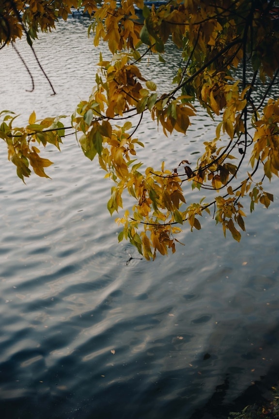 listy, pobočky, podzimní sezóna, nad, voda, příroda, strom, list, závod, podzim