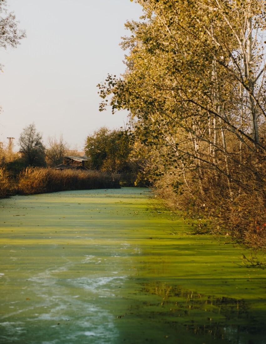 free-picture-channel-swamp-wilderness-aquatic-plant-ecosystem