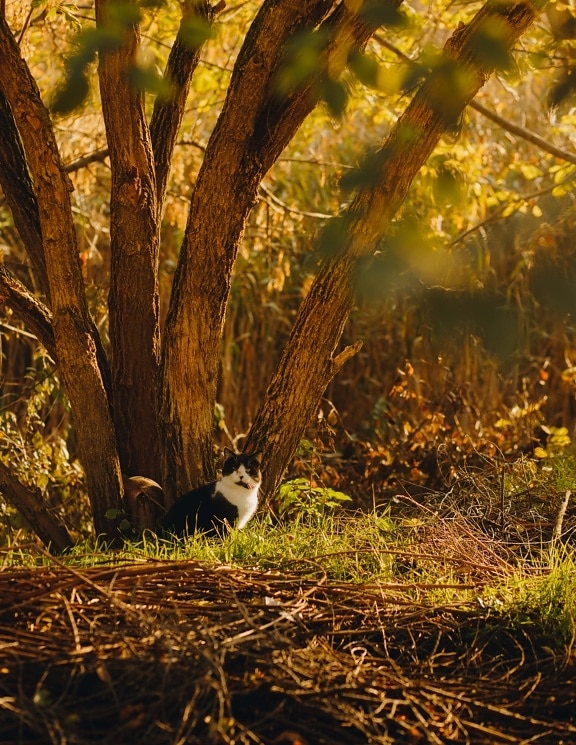 czarno-białe, Kot domowy, drzewa, odkryty, jesień, drzewo, natura, krajobraz, świt, na zewnątrz