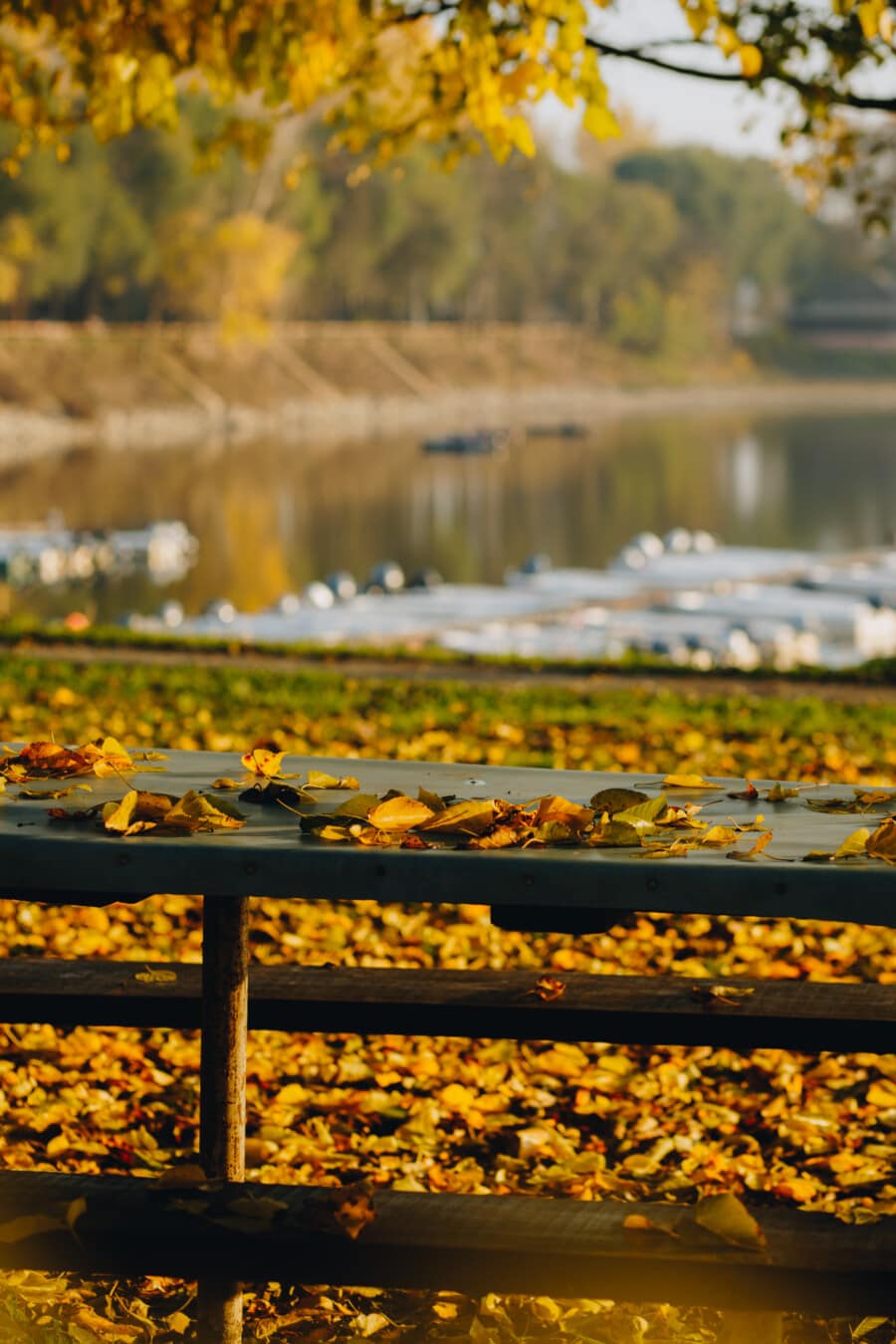 table, empty, bench, landscape, autumn, riverbank, nature, water, outdoors, leaf