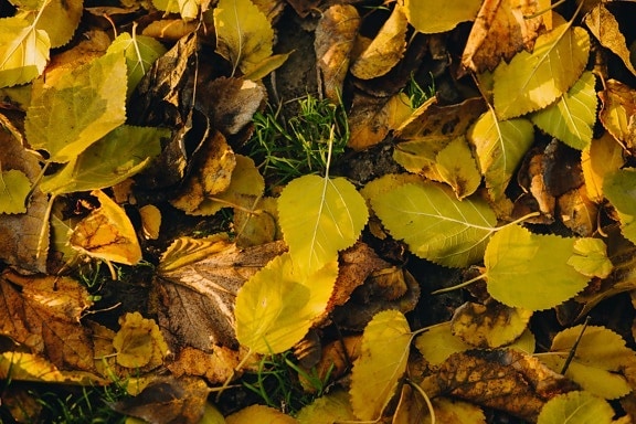 yellowish brown, leaves, ground, autumn, dry, leaf, nature, yellow, herb, color