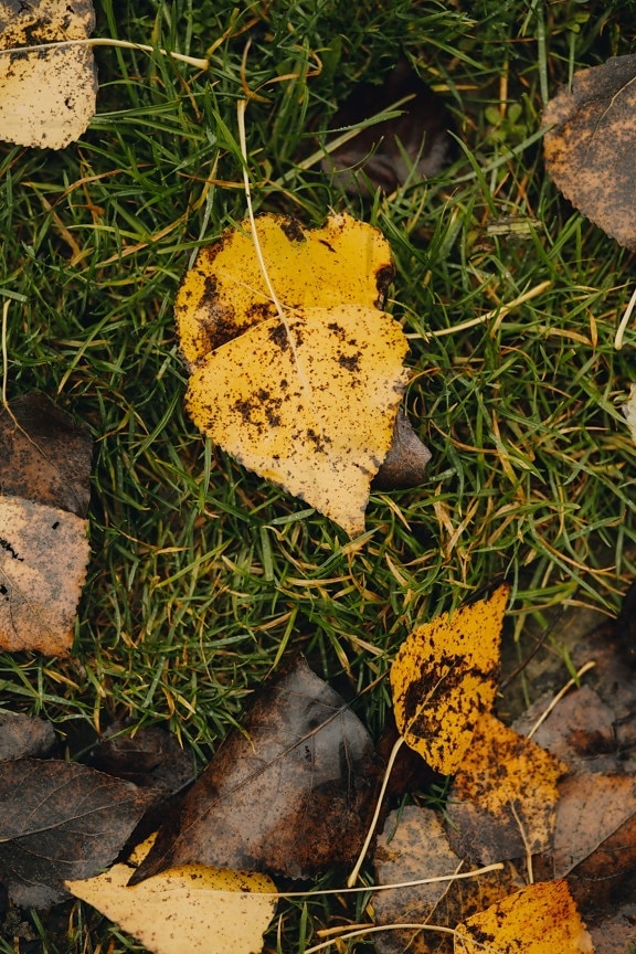 leaves, dry, yellowish brown, autumn season, ground, grass, yellow leaves, wet, poplar, nature