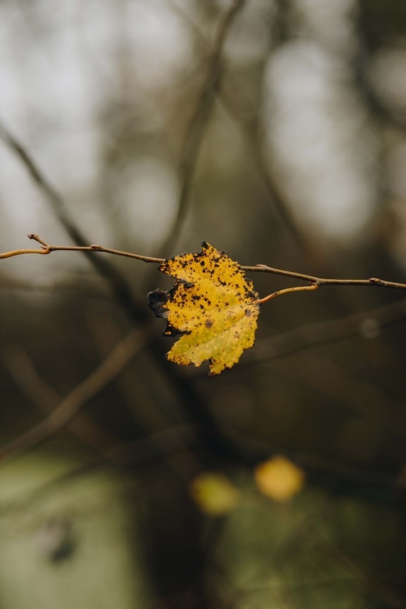 leaf, yellowish brown, dry, branchlet, nature, yellow, plant, tree, blur, outdoors