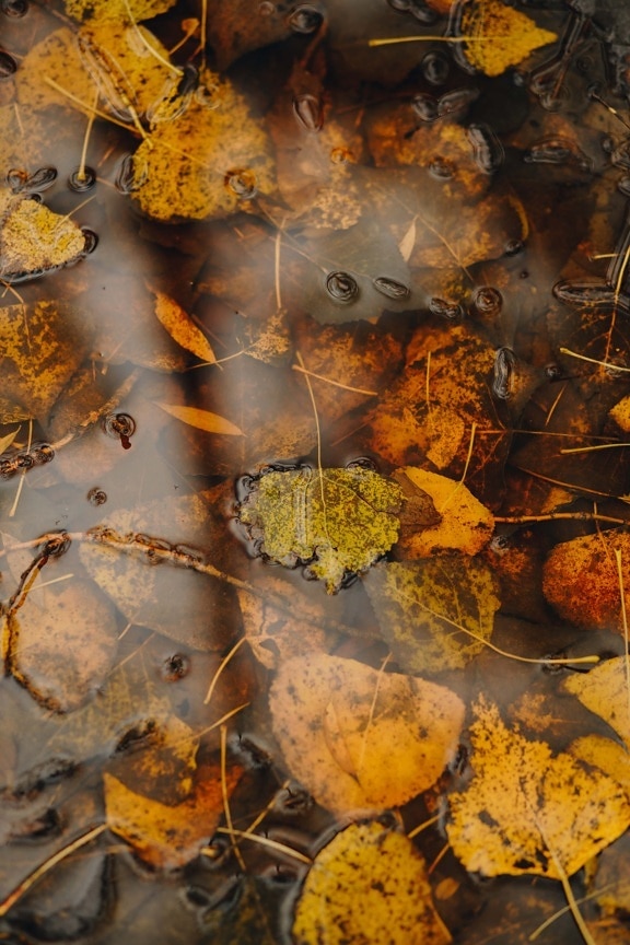 podzim, listy, suché, mokrý, pozemní, příroda, list, špinavý, žlutá, textura