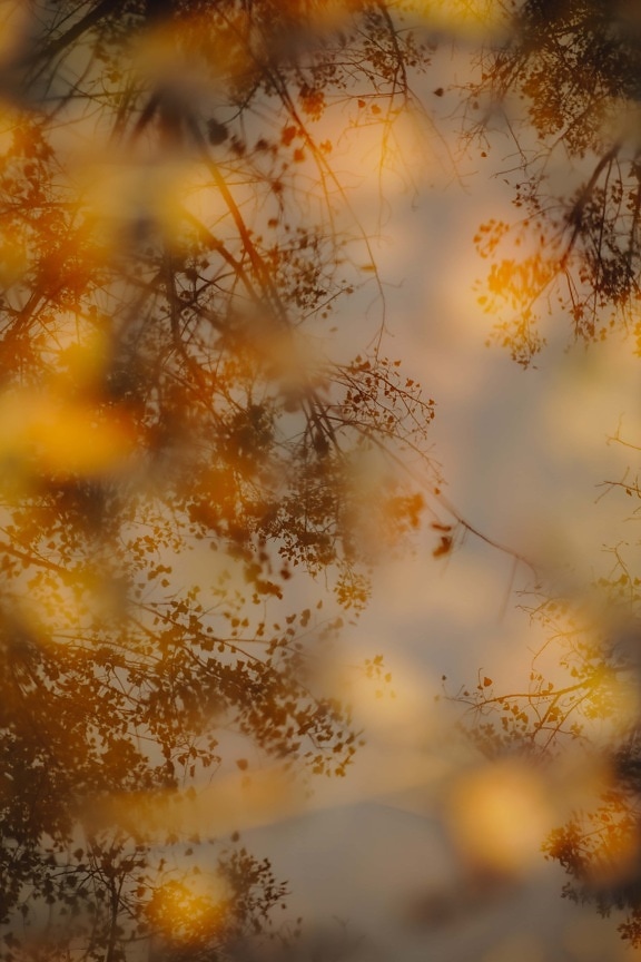branches, leaves, autumn, yellowish brown, nature, blur, outdoors, yellow, color, season