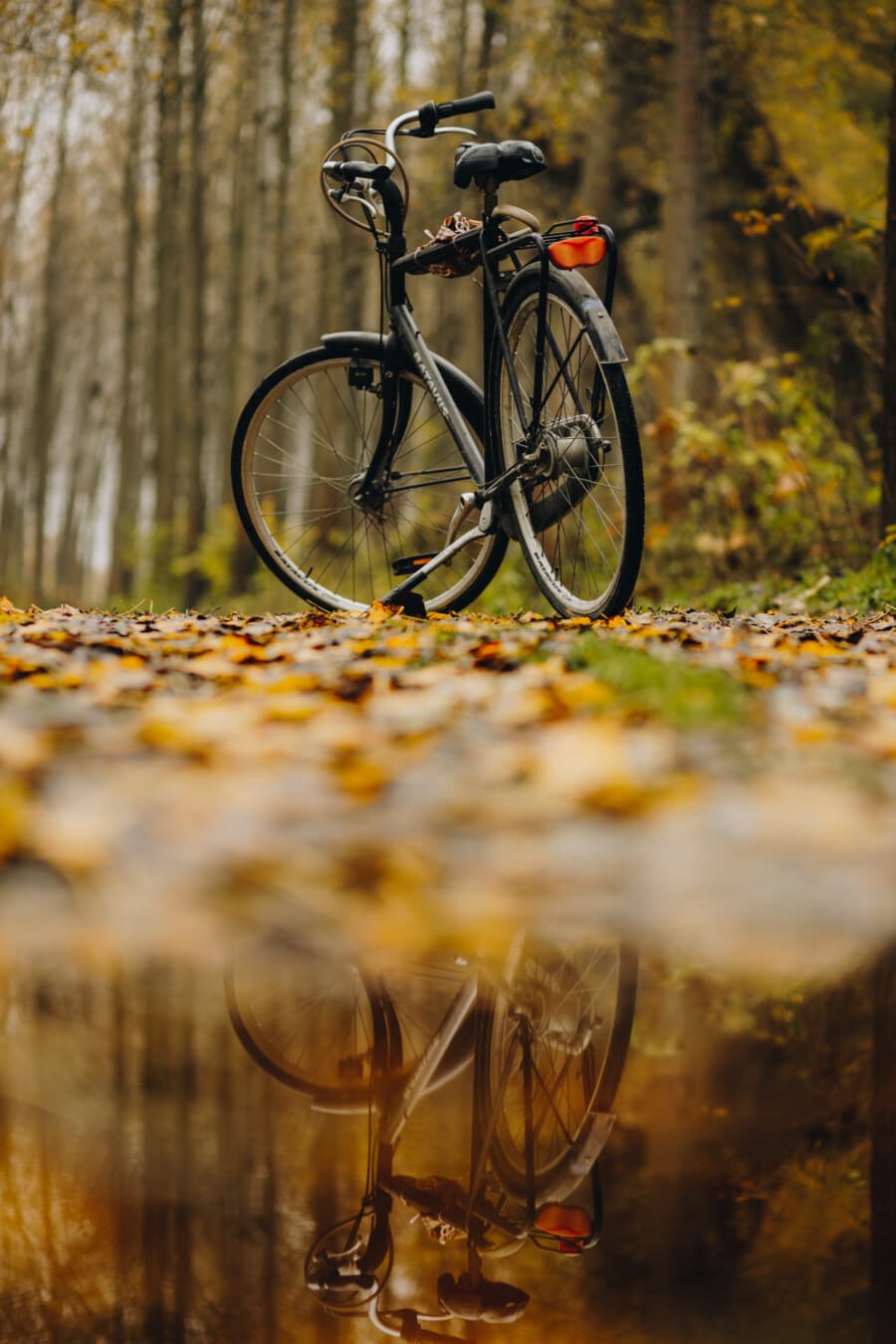 forest trail, autumn, bicycle, leaves, dry, ground, water, reflection, outdoors, leaf