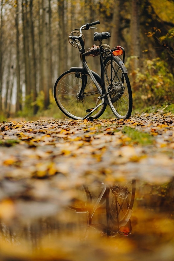 bicycle, autumn season, forest trail, umbrella, yellow leaves, nature, outdoors, leaf, outdoor, landscape