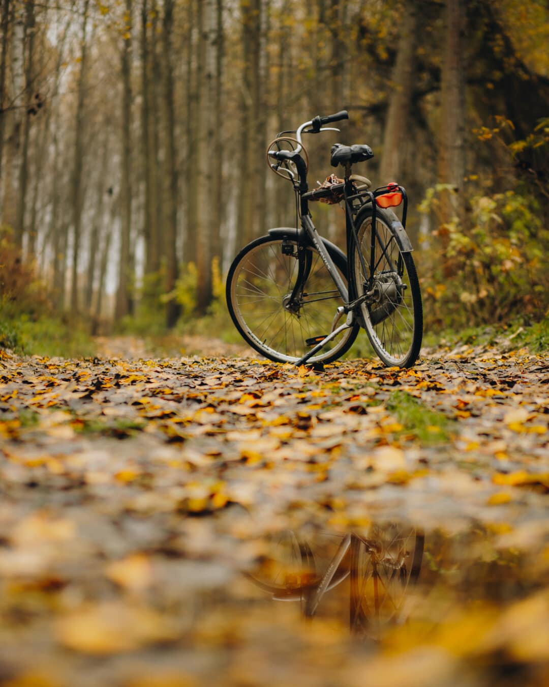bicicleta, Otoño, pista forestal, tierra, hojas, sendero, hoja, naturaleza, madera, al aire libre