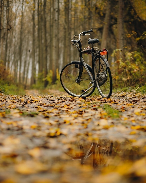 bicycle, autumn season, forest trail, ground, leaves, trail, leaf, nature, wood, outdoors