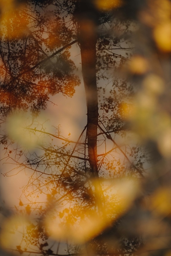 pohon, musim gugur musim, refleksi, tingkat air, pohon, alam, kayu, daun, di luar rumah, pemandangan
