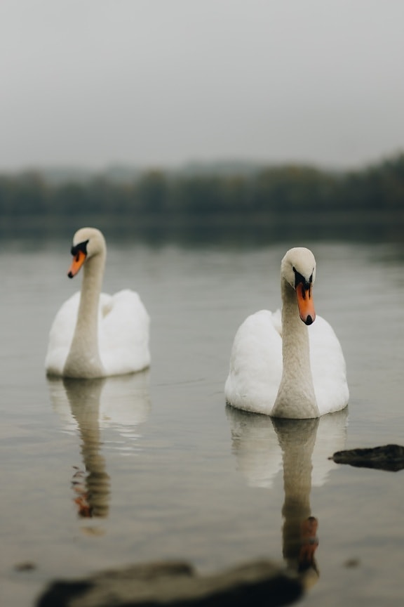 pair, swan, together, birds, aquatic bird, wildlife, feather, bird, nature, reflection