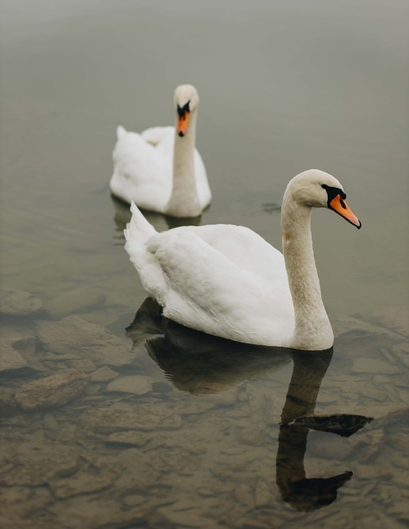 beautiful, swan, young, grace, white, feather, bird, aquatic bird, nature, swimming
