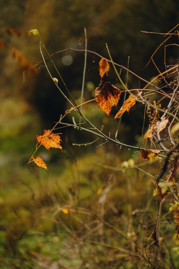 осінь, гілки, кущ, сухі, листя, жовтувато-коричневі, дерево, природа, лист, на відкритому повітрі