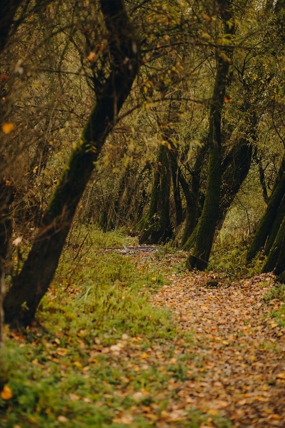 podzim, lesní stezka, stromy, mechový, krajina, les, parku, příroda, pěkného počasí, venku