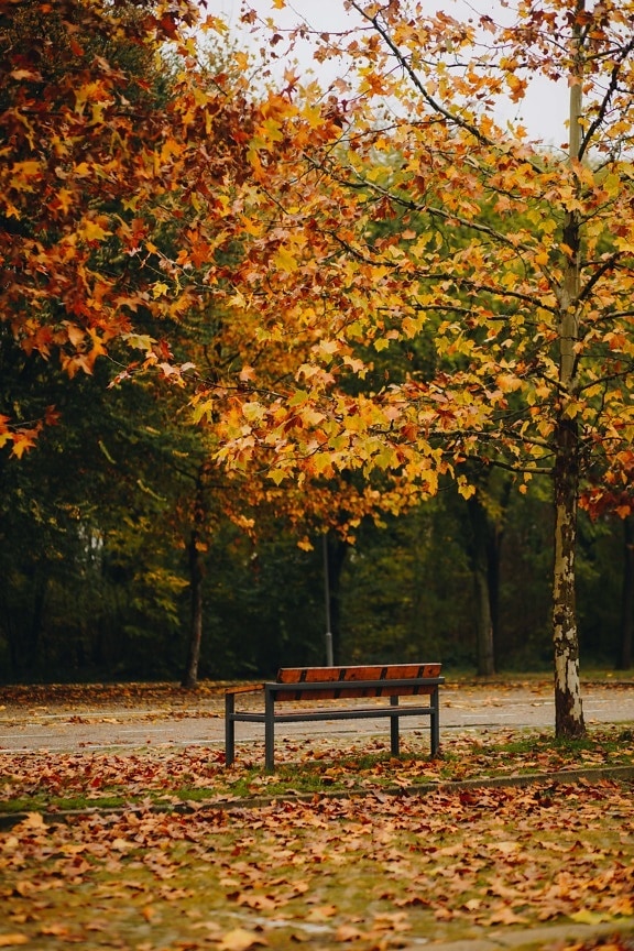 Otoño, noviembre, parque, escaño, Pasarela, callejón, color marrón amarillento, hojas, paisaje, asiento