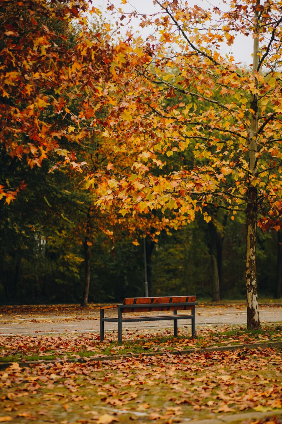 stagione autunnale, novembre, parco, Panca, passaggio pedonale, vicolo, marrone giallastro, foglie, orizzontale, sedile